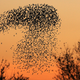Illustration for article titled You Wont Believe These Patterns Created by Flocks of Birds in Flight